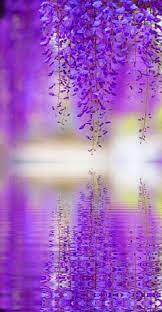 Ed smith flowers & gifts inc. 24 Best Purple Spring Flowers Ideas Beautiful Flowers Flowers Purple Flowers