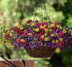 Kuvahaun tulos haulle hanging basket