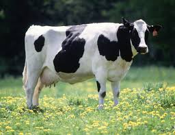 Although the prices are subject to changes, one can expect to pay around $1,100 for half the beef, including the processing. Dairy Cattle Wikipedia