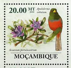 Image result for Ehretia rigida