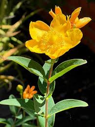 Image result for Hypericum