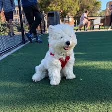 West Highland White Terrier Puppies For Adoption Sale Home Facebook
