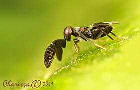 Image result for Scythris crypta