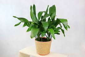 Image result for Kořenokvětka Aspidistra