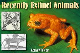 This article will provide pictures and facts for fifteen extinct creatures that are likely to captivate your attention. Recently Extinct Animals Amazing Species Recently Gone Extinct