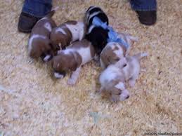 We did not find results for: Basset Hound Puppies Price 300 Obo For Sale In Wapakoneta Ohio Best Pets Online