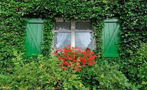 Der Efeu Ist Als Fassadenbegrunung Sehr Beliebt Doch Vergeht Die Liebe Ist Das Entsetzen Umso Grosser Es Ist Namlich Sehr Schwierig D Efeu Ziergarten Garten