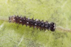 Image result for Didymodoxa