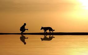 Find the best funeral services and cemeteries on yelp: Cremation Services Edmonton Humane Society