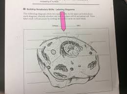 We did not find results for: Labels For Animal Cells Flashcards Quizlet