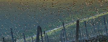 We did not find results for: Are Nets The Most Effective Way To Protect Grapes From Birds