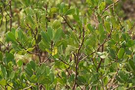 Image result for Lumnitzera racemosa