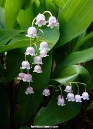 Lily Of The Valley Plant How To Grow Care For Convallaria Majalis Lily Of The Valley Flowers Lily Of The Valley Plants