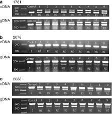You can also put it next to your bed if you think a spirit invades your dreams. Herbicide Resistance Endowing Accase Gene Mutations In Hexaploid Wild Oat Avena Fatua Insights Into Resistance Evolution In A Hexaploid Species Heredity