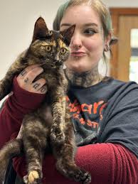 Three cat adoptions in Tasmania today