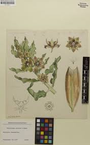 Image result for Pachycarpus concolor