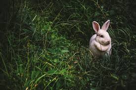 Imagini cu iepuri de pasti | stolenimg. Peste 200 De Imagini Gratuite Cu SÄƒlbatice De Iepure È™i Iepure Pixabay