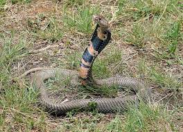Pin On Venom Reptiles Worldwide