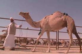Camels are so well adapted to the desert that it's hard to imagine them living anywhere else. Video Camels Provide Beauty Milk And Alternative Fuel For Cement Production The American Ceramic Society