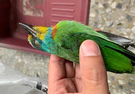 一隻五色鳥的死亡- 笨鳥慢飛