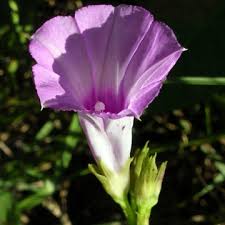 Image result for Ipomoea blepharophylla
