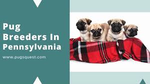 Look at pictures of puppies in pittsburgh who need a home. Pugs For Sale In Pennsylvania List Of Pa Pug Breeders