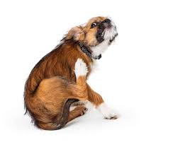 Dog shampoo with colloidal oatmeal. Puppy Dandruff And Dry Skin Causes Cures And Treatments Houndgames