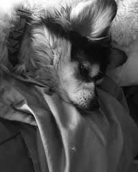 Biancacoetzee01 Calum Hood Dog Love Beautiful Blue Eyes