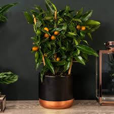 Maybe you would like to learn more about one of these? Trellised Citrus Kumquat Evergreen Fruit Tree 2 X Plant In A 15cm Pot Delivered With Fruit Perfect Gardening Gift By Thompson And Morgan Buy Online In Cayman Islands At Cayman Desertcart Com Productid