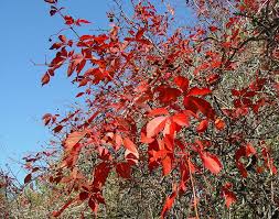 Image result for Parthenocissus