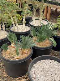 Image result for Sesamothamnus lugardii