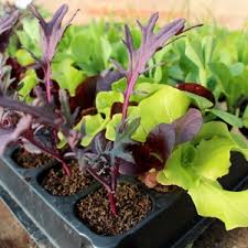 All plants take on a different appearance when they are under stress and. Vegetable Plants Herb Vegetable Plants Online For Home Delivery