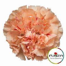 Carnation Gobi Carnations Flowers Hermes Orange