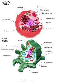 Check spelling or type a new query. Organelles And Their Jobs