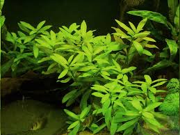 Image result for Hygrophila uliginosa