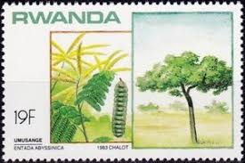 Image result for Entada abyssinica