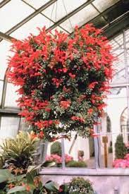 If your hanging basket location will be getting part to full sun, this list is for you. What Outdoor Hanging Flowering Plants Can Handle Full Sun And Heat Hanging Flowering Plants Hanging Plants Hanging Flower Baskets