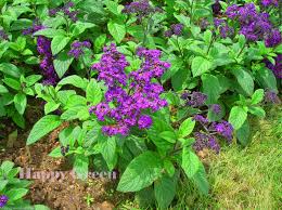 Image result for Heliotropium lineare