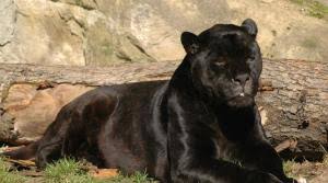 V olomoucké zoo zatím o žádném vybíjení svých svěřenců neuvažují, že však je situace velmi vážná, to si na svatém kopečku. Savci Selmy Zoo Olomouc Svaty Kopecek