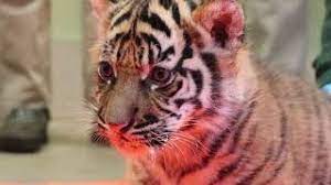 We did not find results for: Tiger Cubs Six Week Vaccinations Youtube