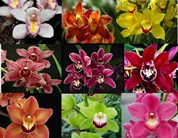 Cymbidium Colors The Season Of This Flower Is From October To June The Most Famous Color Is White This Color Is Often In 2020 Orchid Plants Orchids Cymbidium Orchids
