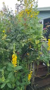 Image result for Crotalaria vasculosa