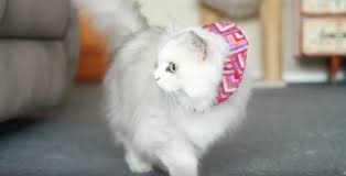 Bird Safe Cat Collar Canada Make Your Own Cat Collar And Save The Birds Activities Kidspot