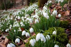 Snowdrop provides the perfect canvas for game developers to paint the games of the future. Buy Galanthus Nivalis Bulbs Common Snowdrop Sarah Raven