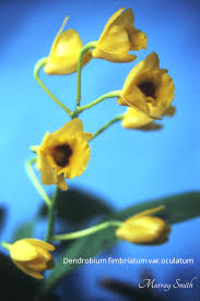 Image result for Ocimum fimbriatum