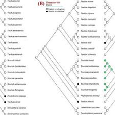 Image result for Oedina pendens