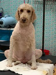 Heather's Mermaid Dogs Grooming