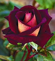 صور ورد و صور زهور من أجمل و أندر الورود من جميع أنحاء العالم مع خلفيات hd بفبوف hybrid tea roses rose seeds flowers
