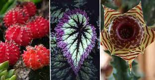 Unique Cool And Unusual Houseplants