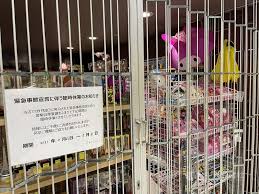 リンクは、外部リンクです。 緊急事態宣言まとめ 政府 2021年5月28日 期間延長(沖縄以外の9都道府県は6月20日まで延長). è‹¥ç·Šæ€¥äº‹æ…‹ä¹Ÿè¾¦æ±å¥§ è…ç¾©å‰ é¸æ‰‹åŠç›¸é—œäººå£«é ˆæŽ¥ç¨®ç–«è‹— åœ‹éš› é‡é»žæ–°èž ä¸­å¤®ç¤¾cna